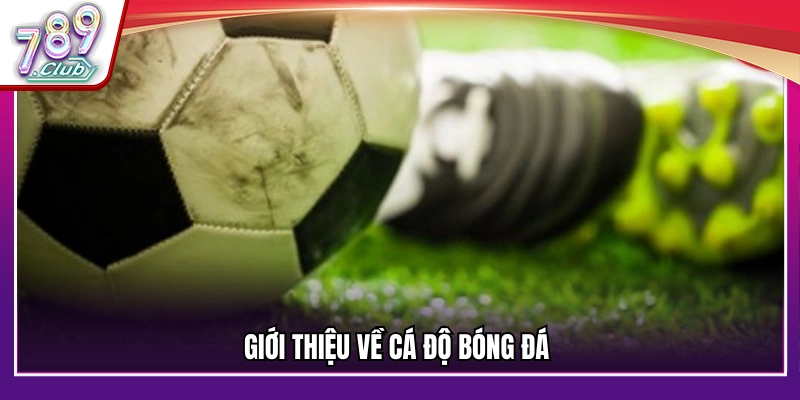 Tổng quan về cá độ bóng đá và cách thức tham gia